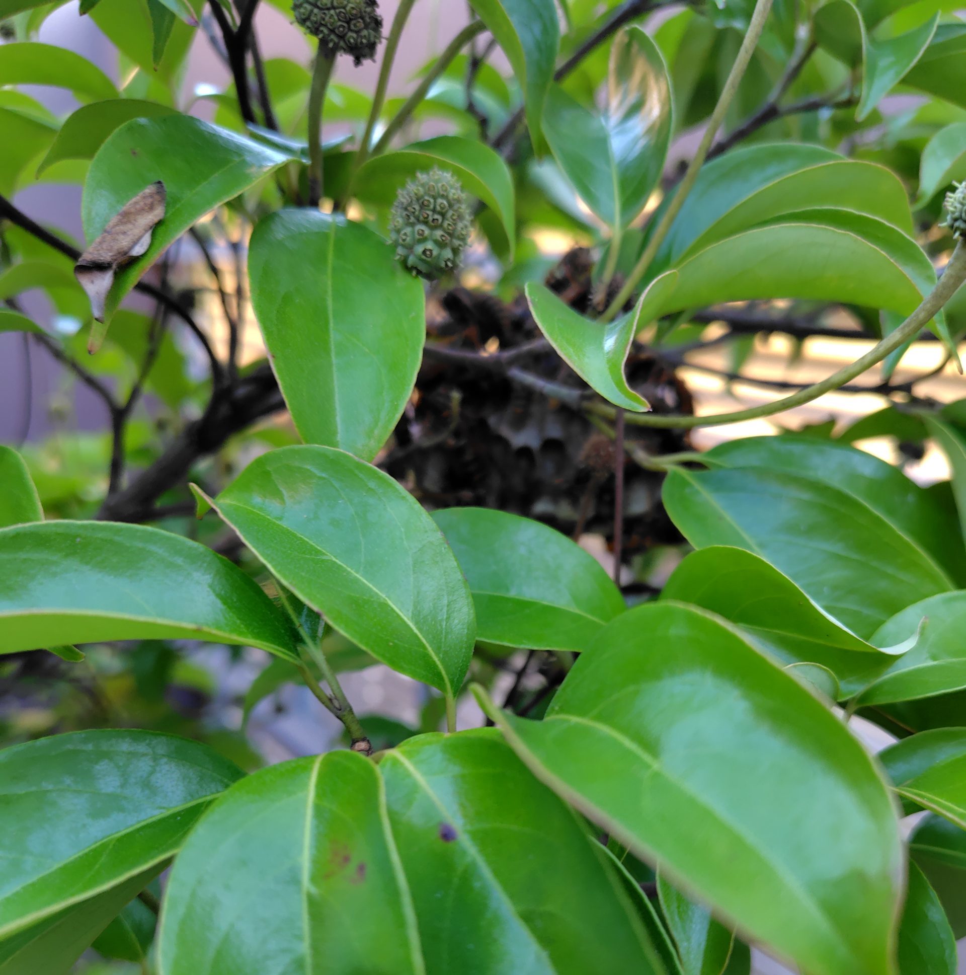 アシナガバチの巣の様子