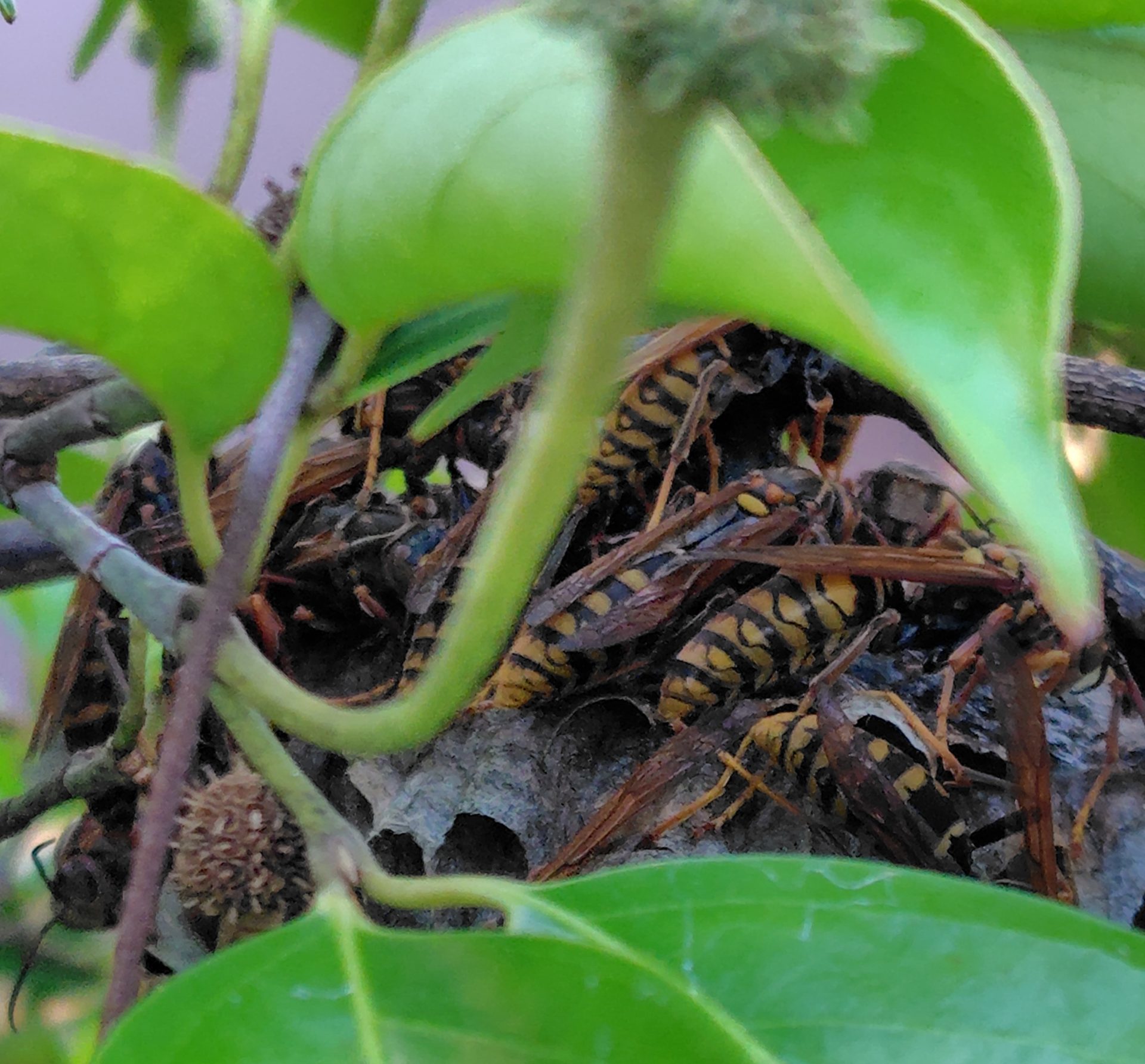 ヤマボウシにいるアシナガバチ