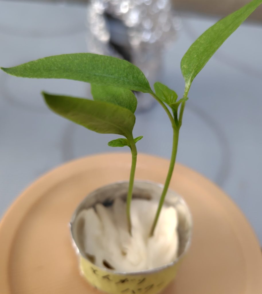 とんがりパワー