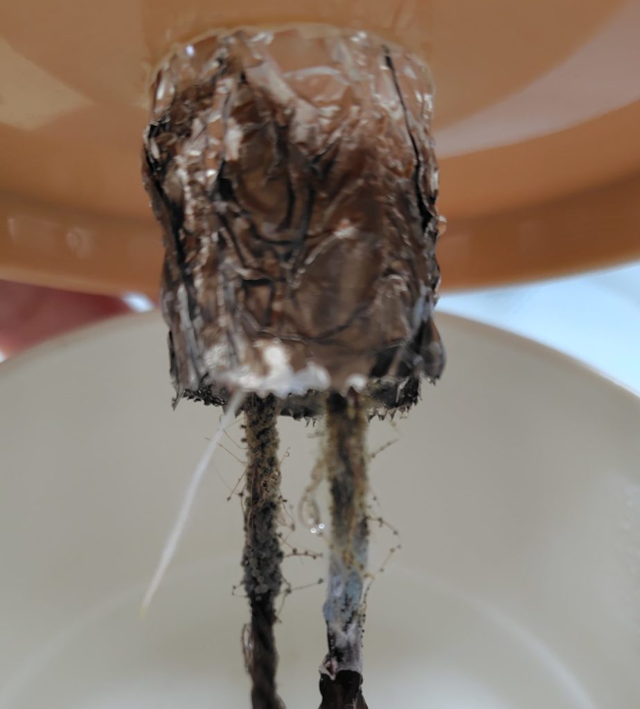 とんがりパワーの根が伸びてきている様子