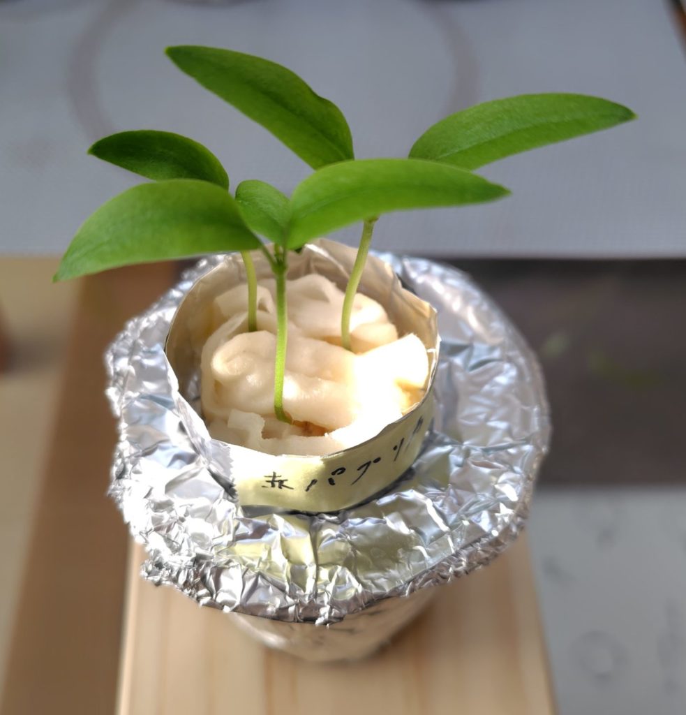 水耕栽培の赤パプリカ