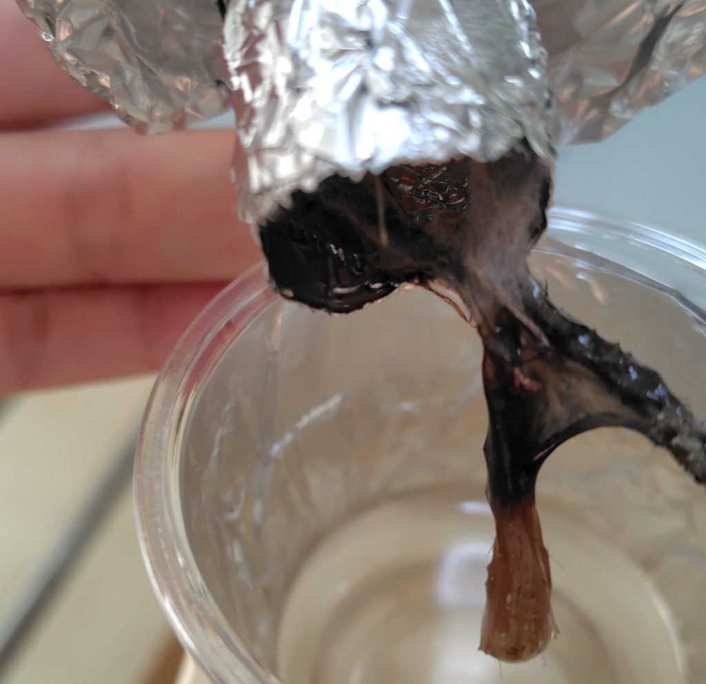 水耕栽培の赤パプリカの根の様子