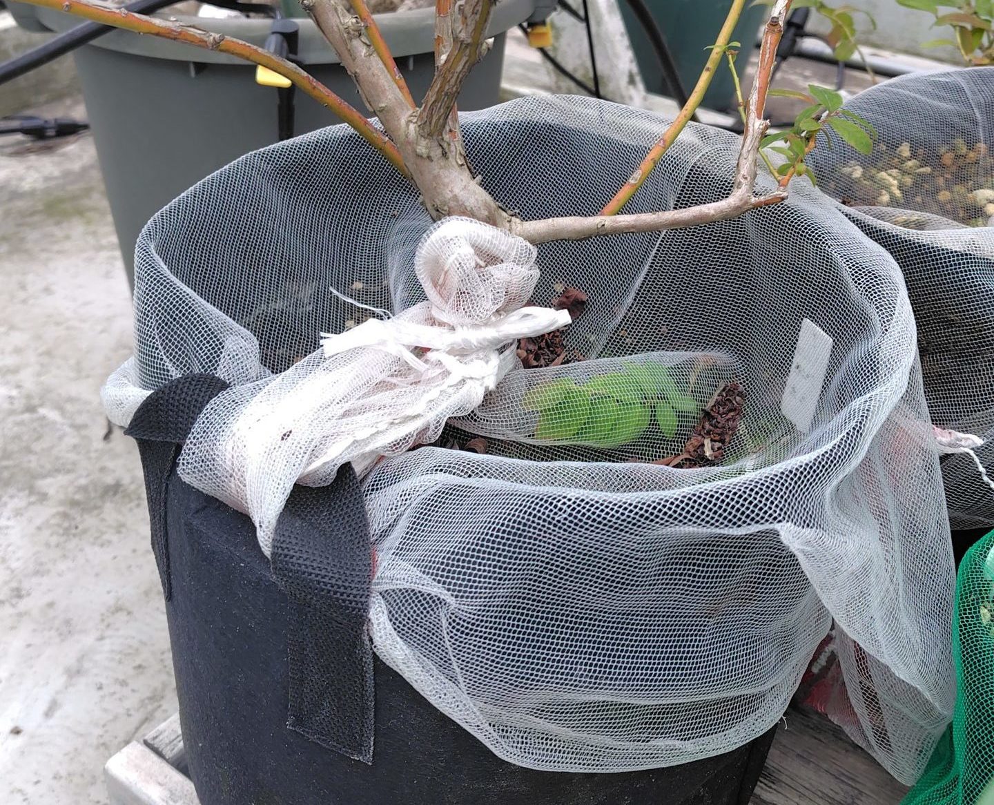 不織布ポットで果樹を育てている