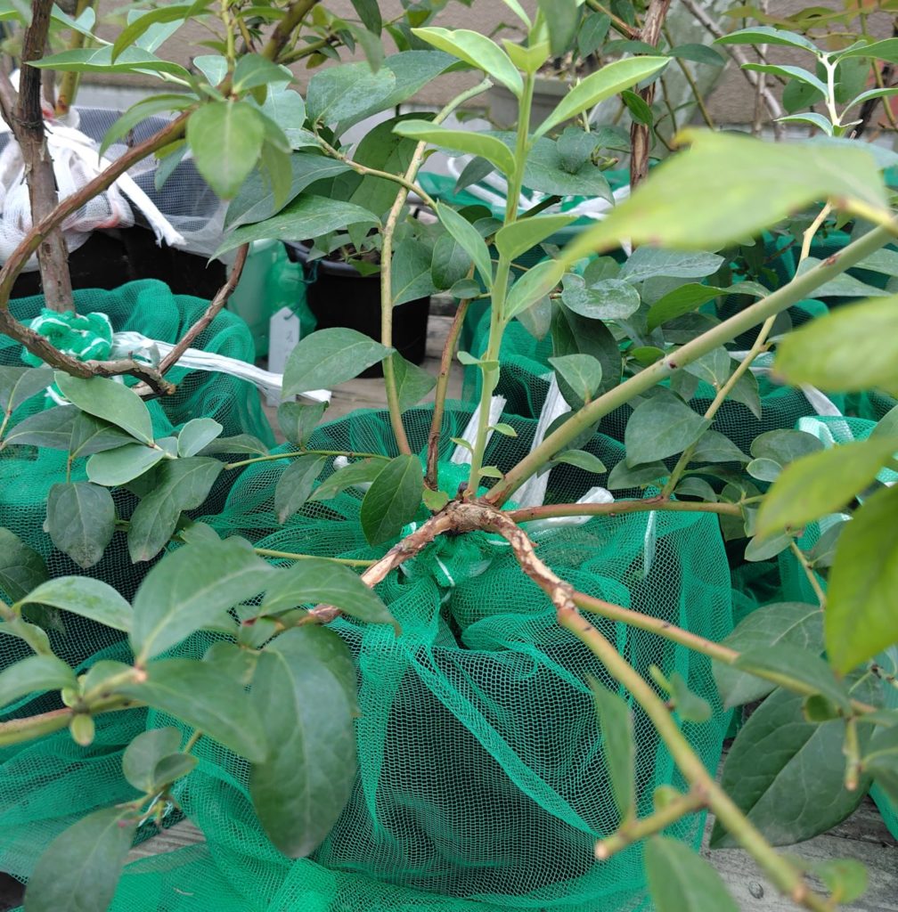 不織布ポットで育てているブルーベリー