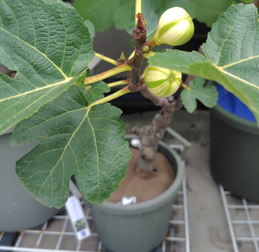 グロウコンテナでいちじくを育てている写真