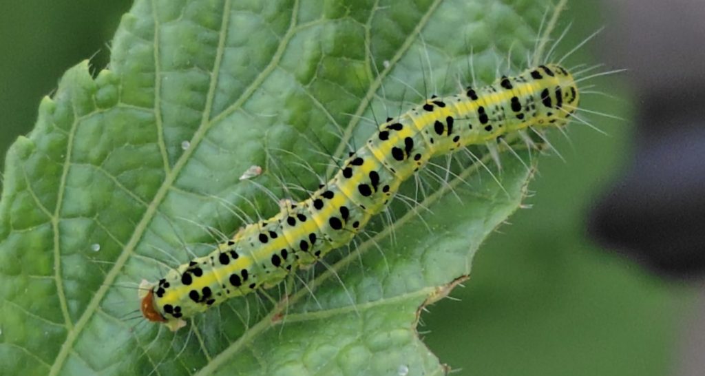 フタトガリアオイガの幼虫(上から撮影)