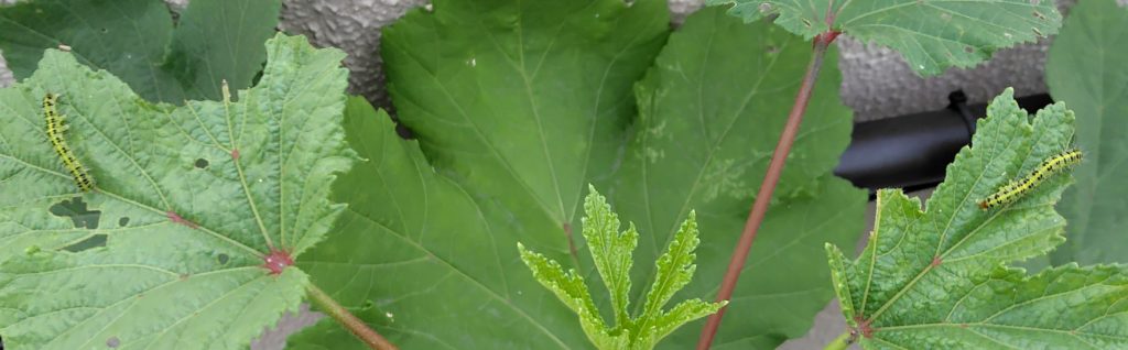 オクラの葉にいるフタトガリアオイガの幼虫