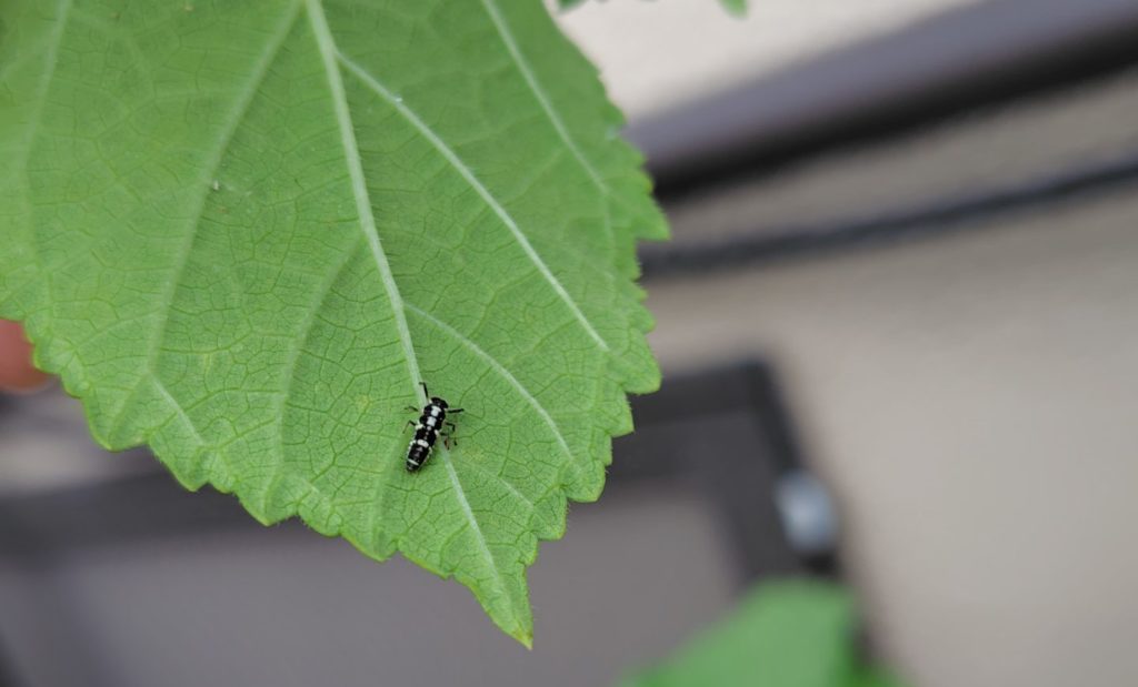 ヒメカメノコテントウの幼虫がオクラの葉の裏にいる