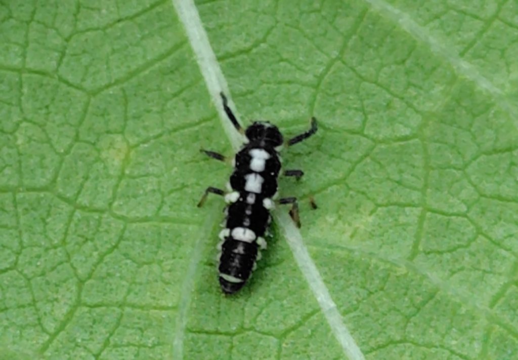 ヒメカメノコテントウの幼虫がオクラの葉の裏にいる（拡大）