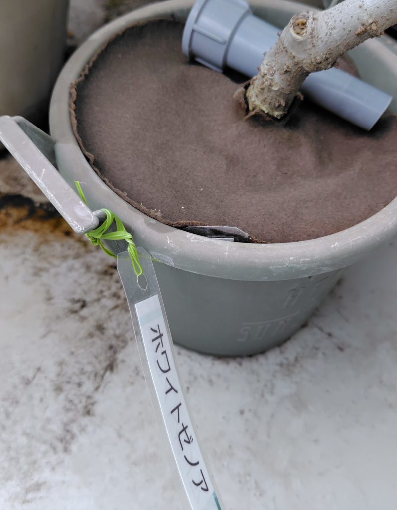 グロウコンテナの取っ手に品種プレートをつけている写真