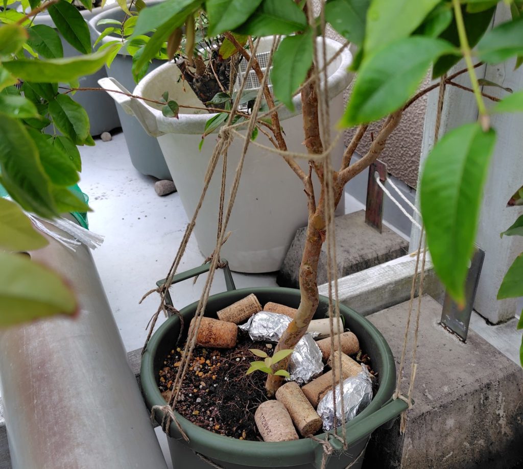 グロウコンテナの取っ手を利用し果樹の枝の誘引をしている