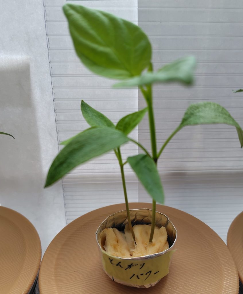 水耕栽培のピーマン(とんがりパワー)