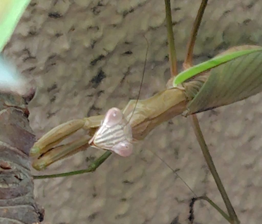 オオカマキリがこちらをみている様子