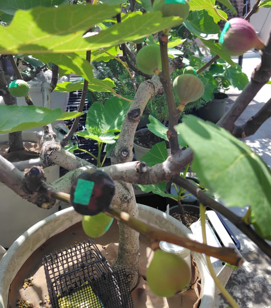 いちじくの高温障害と思われる実