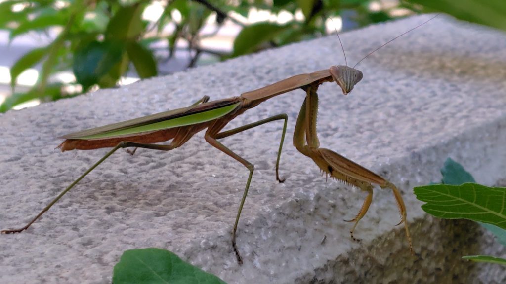 こちらに気づいたオオカマキリ