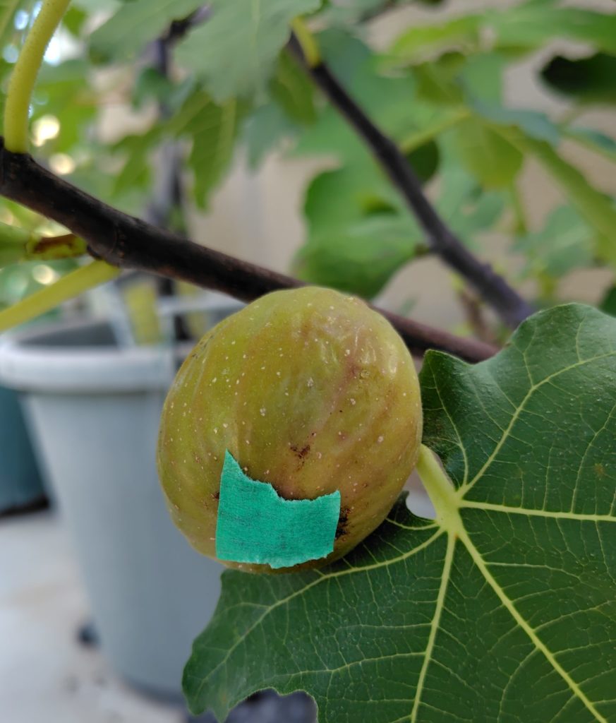 いちじく（グリスビファレ）の秋果です