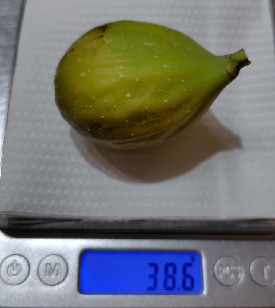 いちじく（グリスビファレ）の秋果の重さ