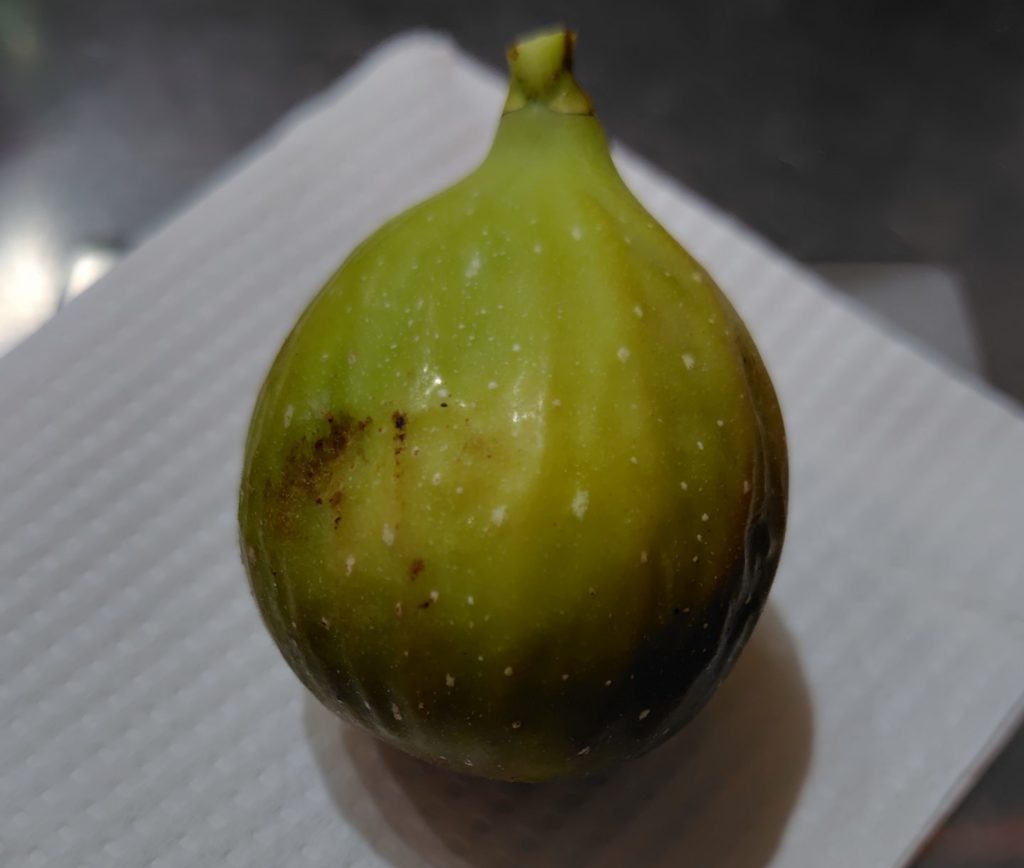いちじく（グリスビファレ）秋果の写真