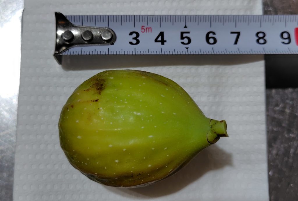 いちじく（グリスビファレ）の実の長さの計測