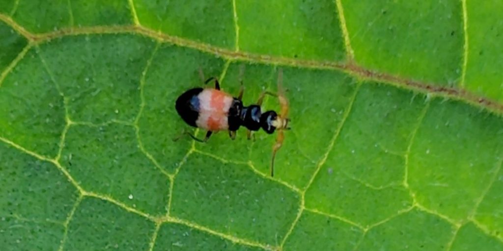 食用ほおずきの葉にいる虫
