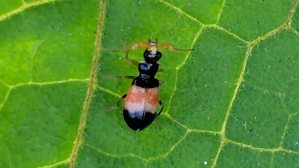 葉っぱについているヒロオビジョウカイモドキ