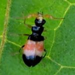 葉っぱについているヒロオビジョウカイモドキ