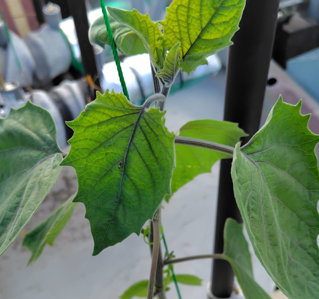 水耕栽培している食用ほおずき