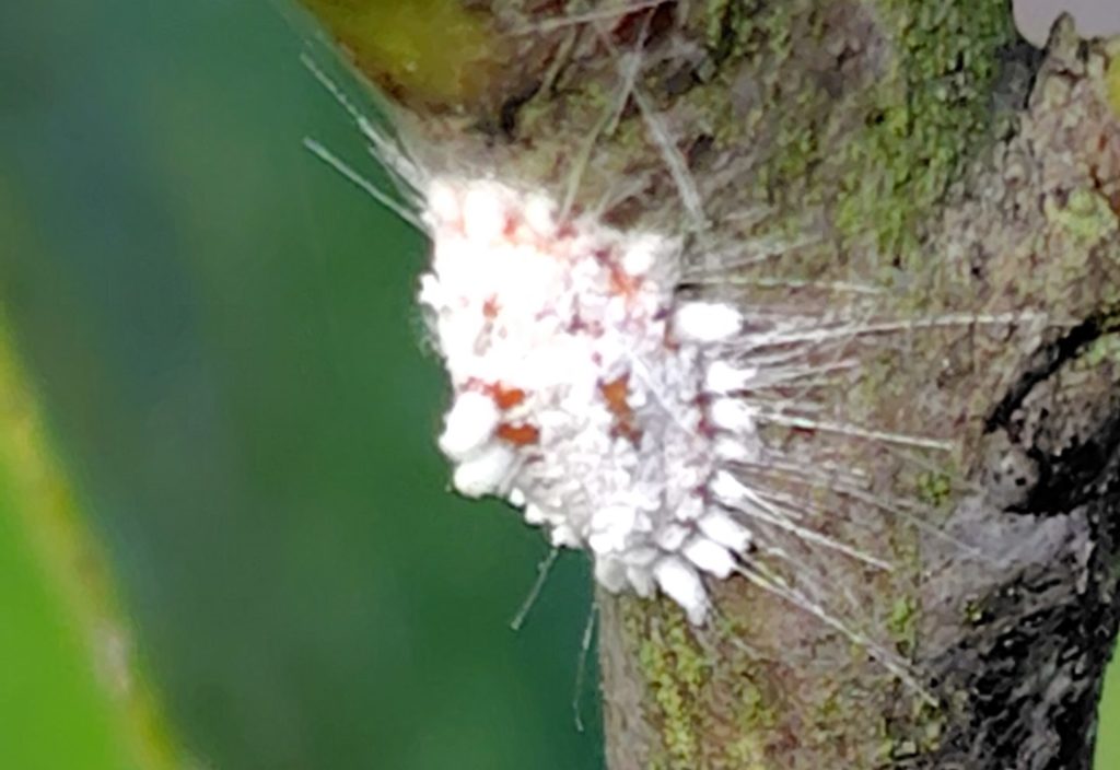 カイガラムシを拡大