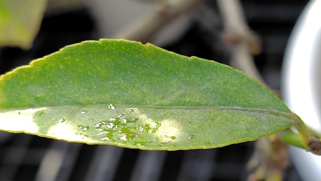 カイガラムシの糞