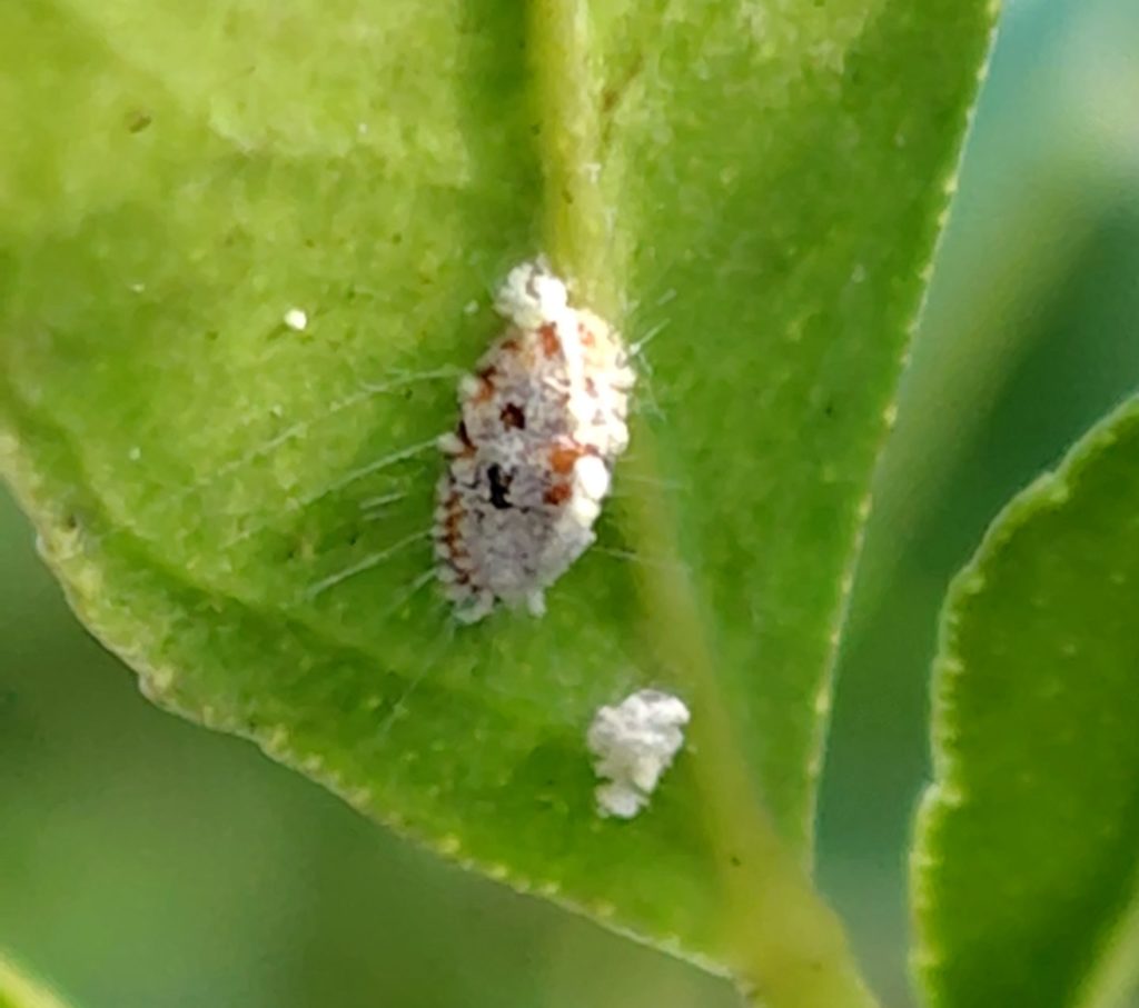 葉っぱの裏にカイガラムシがついている様子