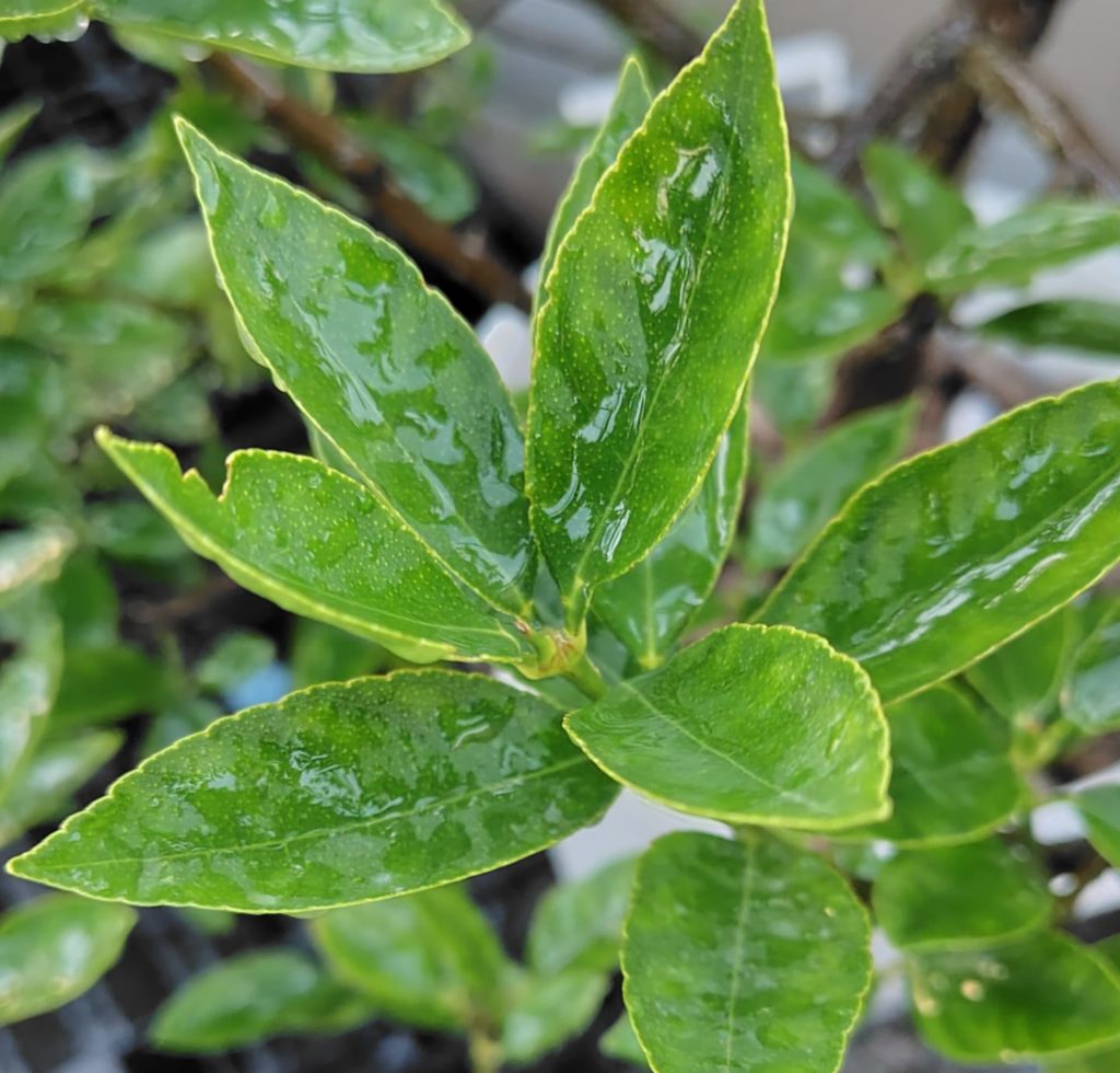 片栗粉スプレー液を散布した状況