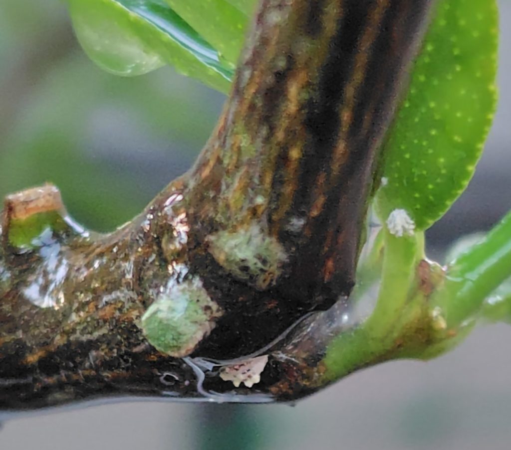 カイガラムシのいる場所にドロッと液をかけた様子