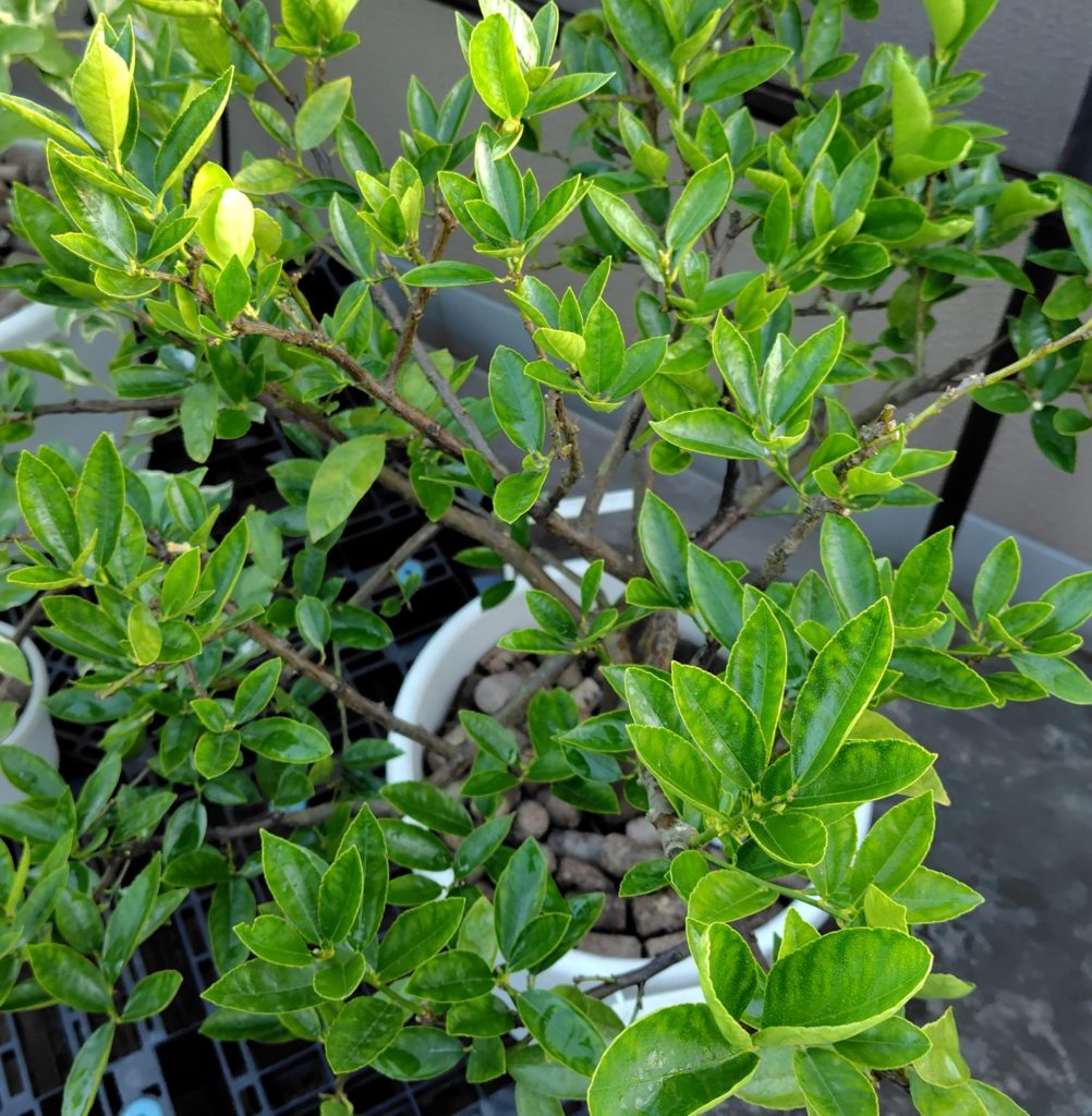 ライムがべたべたしている様子