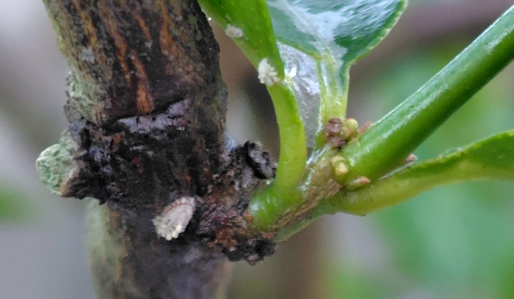 スプレー後のカイガラムシの確認