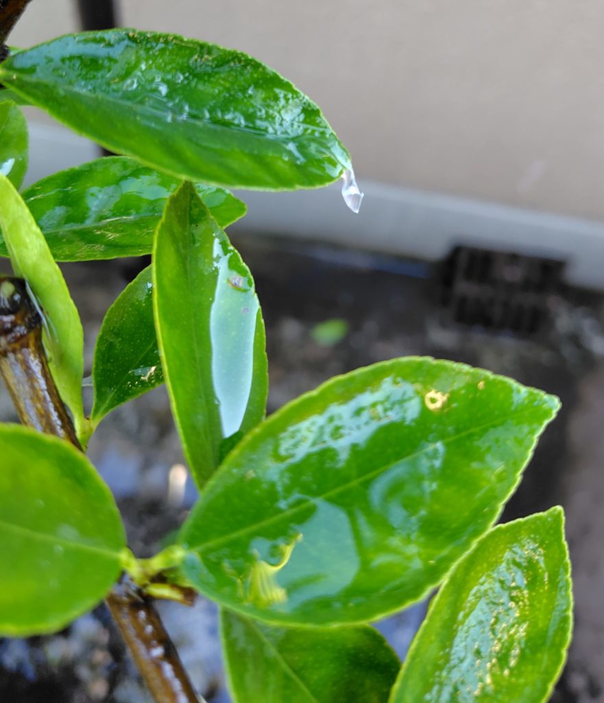 液を洗い流した後のライム