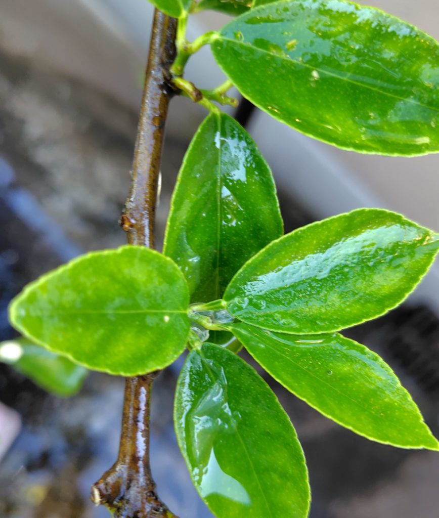 液を洗い流したあとのライムの葉
