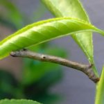 アーモンドで発見したエダシャク