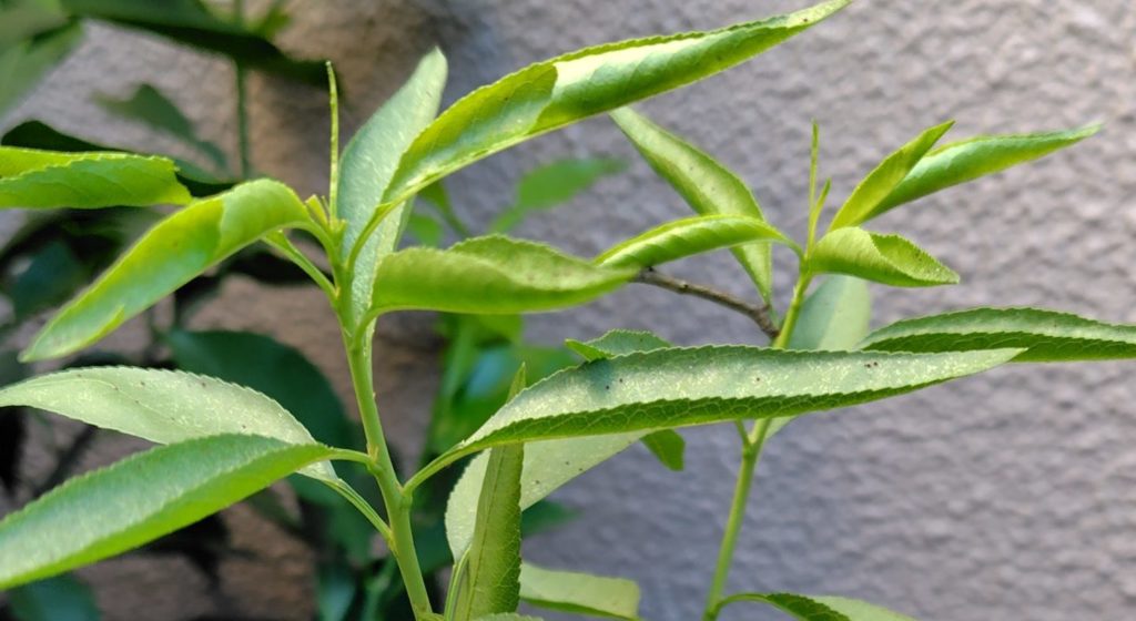 アーモンドの樹にエダシャク発見