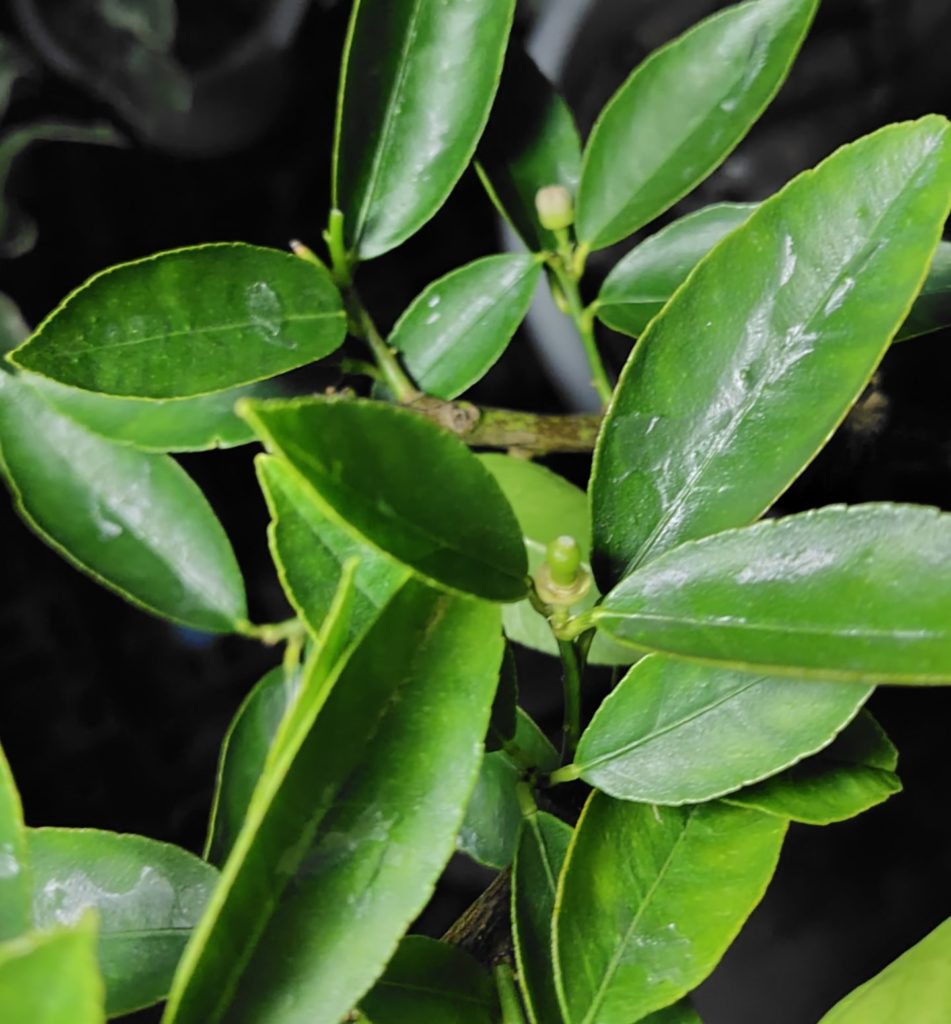 ライムの葉の片栗粉スプレーが固まりとれかかっている