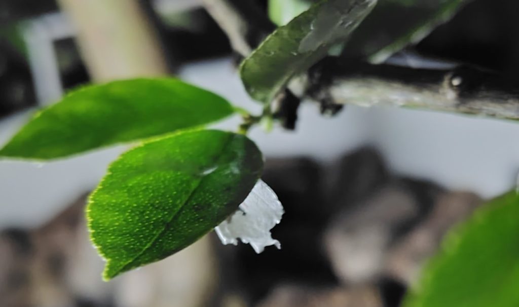 ライムの葉のとろとろ液が乾燥してぴらぴらになった