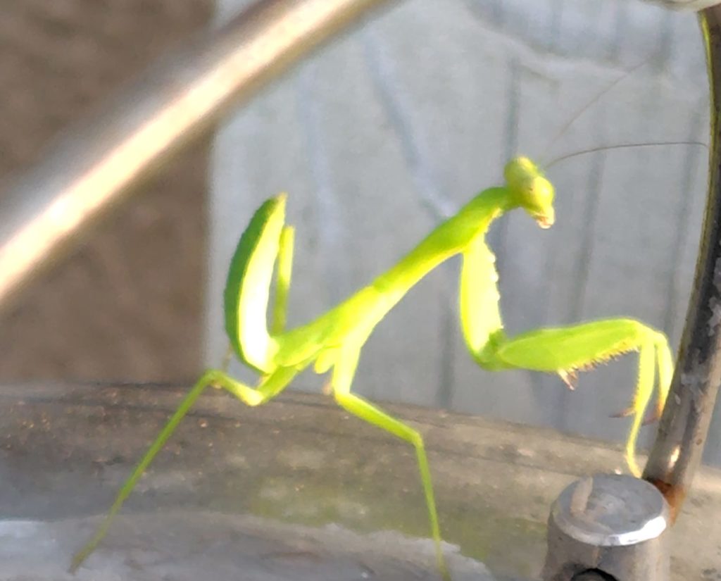 ハラビロカマキリ