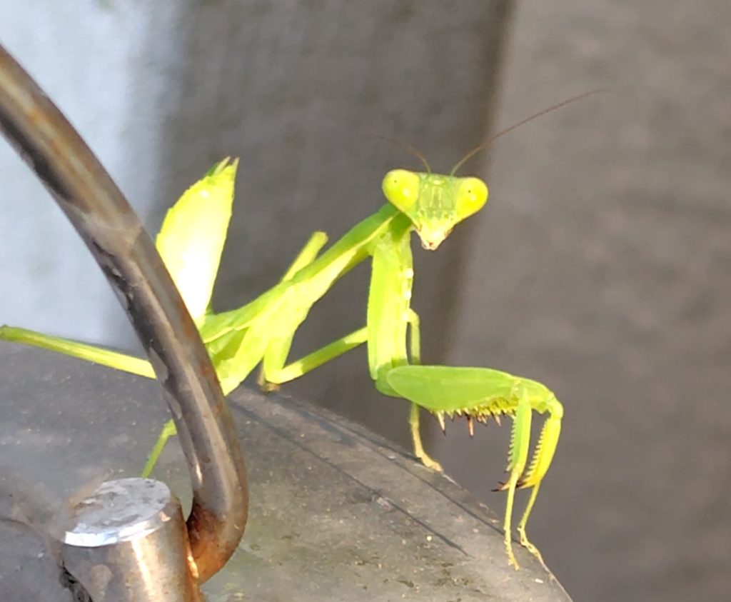 ハラビロカマキリ?