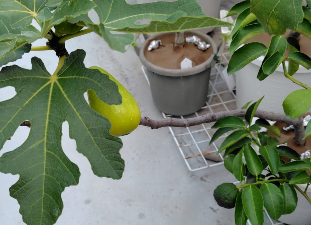 いちじくのダルマティの果樹が熟してきた様子