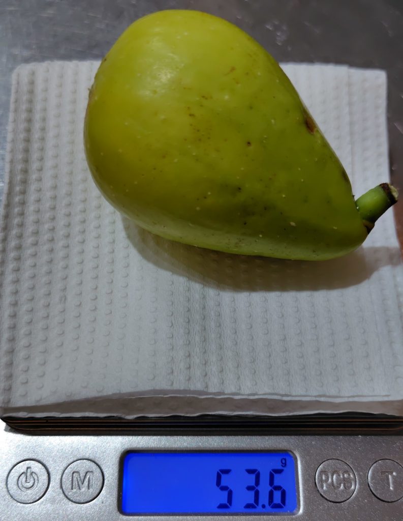 ダルマティの重さをはかっている様子