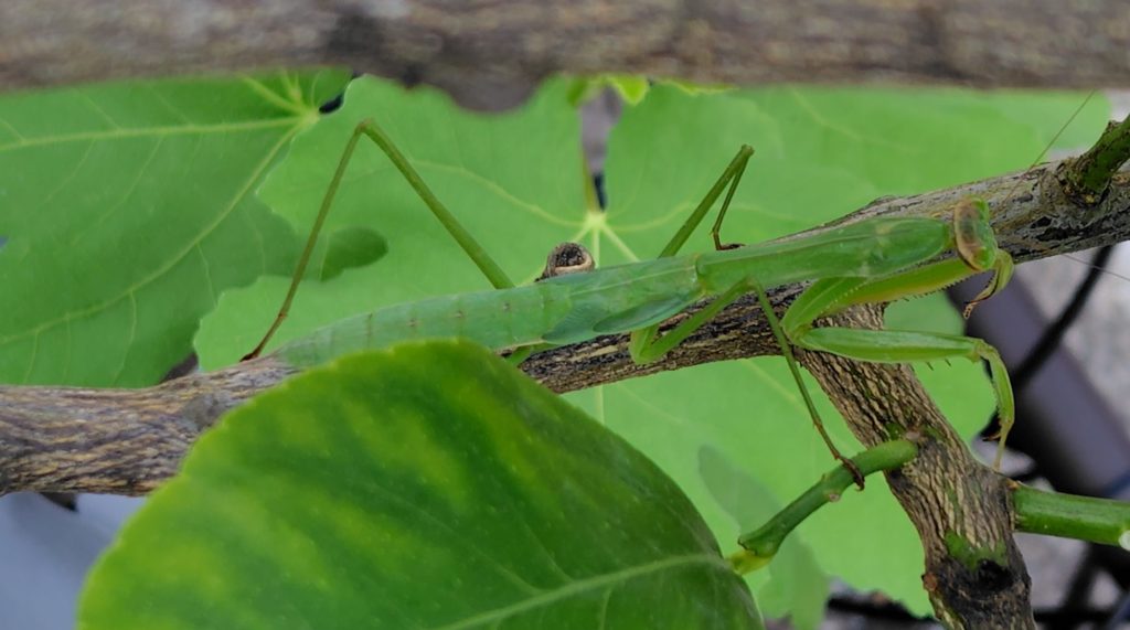 緑のオオカマキリ