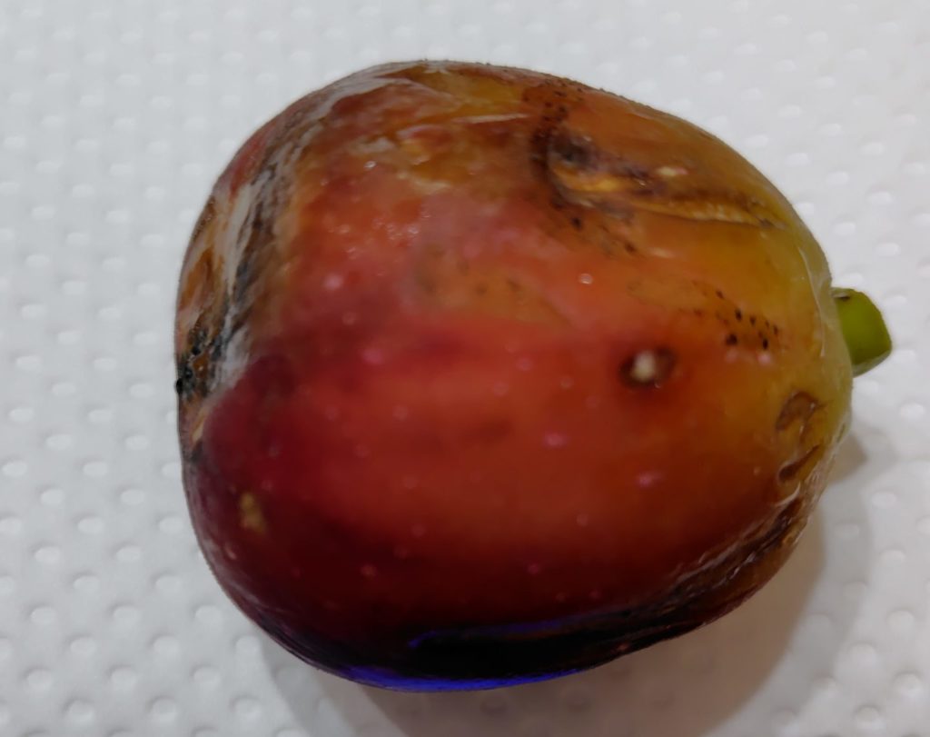 ホワイトゼノアの様子