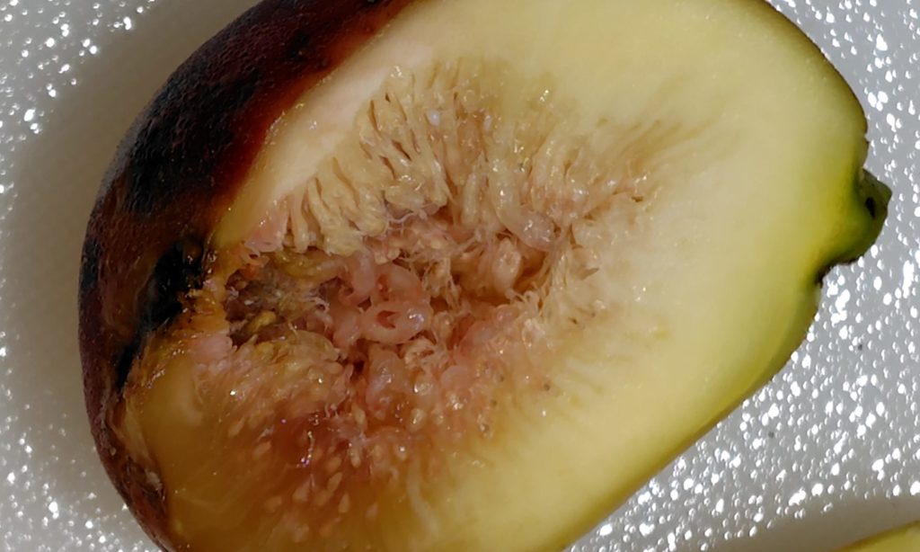 ホワイトゼノアの様子