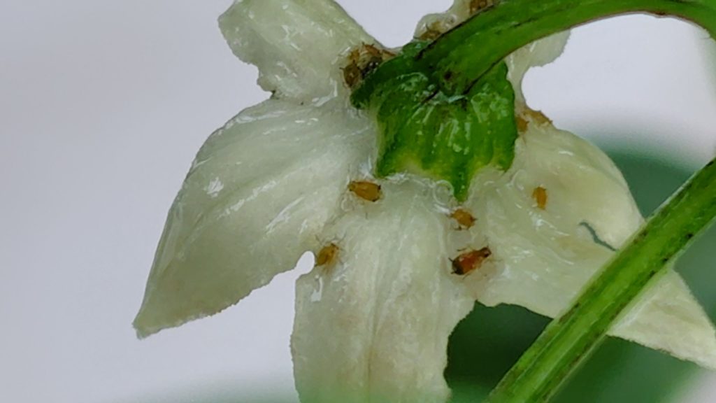 スプレー直後の状況