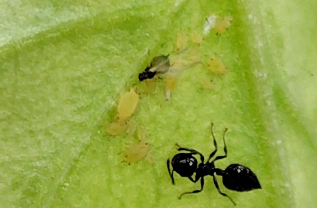 アブラムシとあり