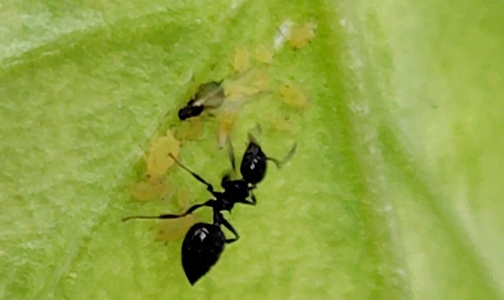 アブラムシとあり